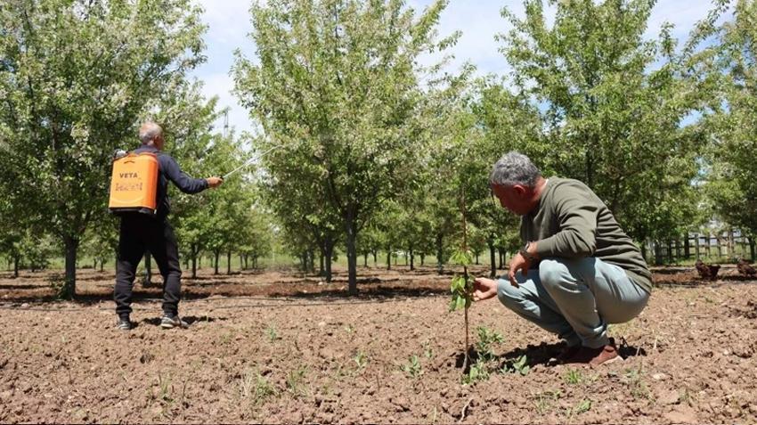 1. ve 2. liglerde şampiyon oldu, köyünde 600 ağaçla yeni işine başladı: 30 ton ürün bekliyoruz