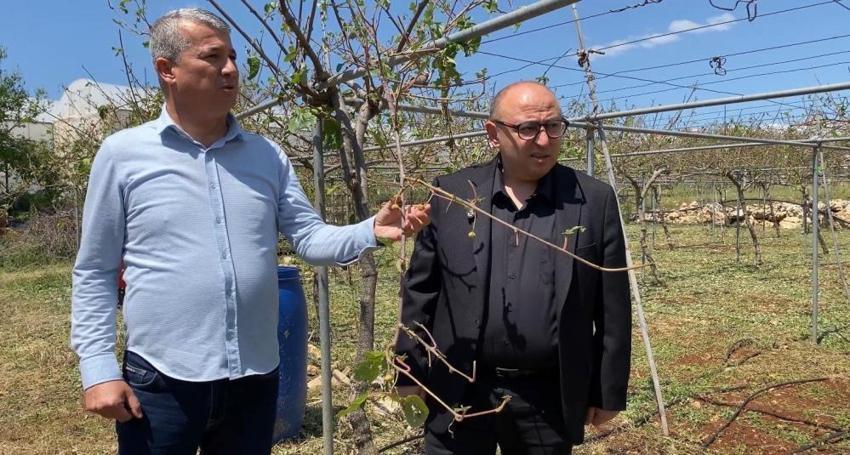 Mersin'de dolu yağışı tarım ürünlerini vurdu! 20 dakikada büyük zarar verdi