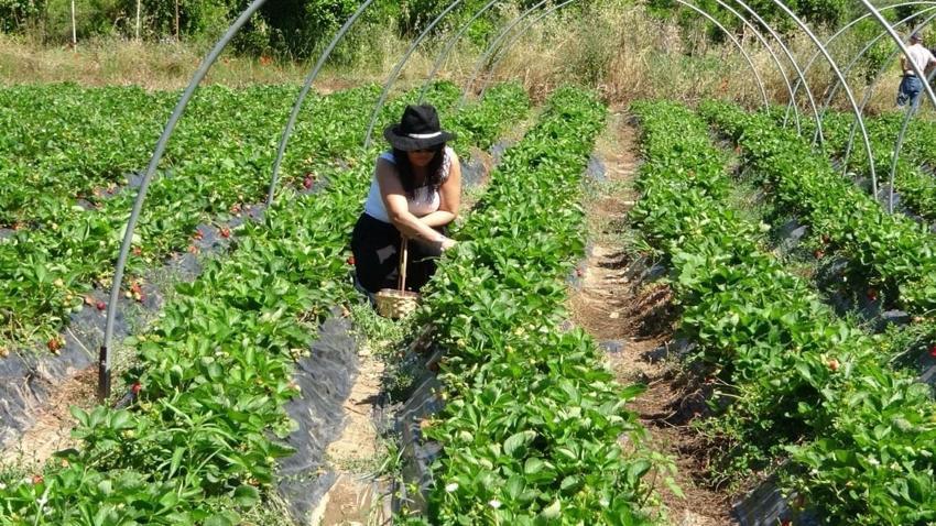 Emekli ziraat teknisyeni hem üretim yapıyor hem de emeklilik hayalini gerçeğe dönüştürüyor