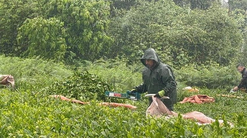 Özel sektörden peşin ödemeyle 35 TL taban fiyat: Üretici çay bahçesine koştu