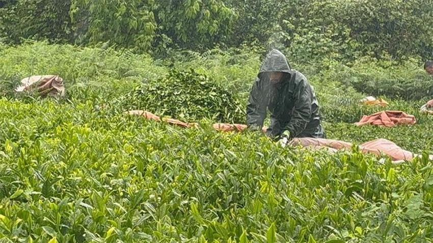 Özel sektörden peşin ödemeyle 35 TL taban fiyat: Üretici çay bahçesine koştu
