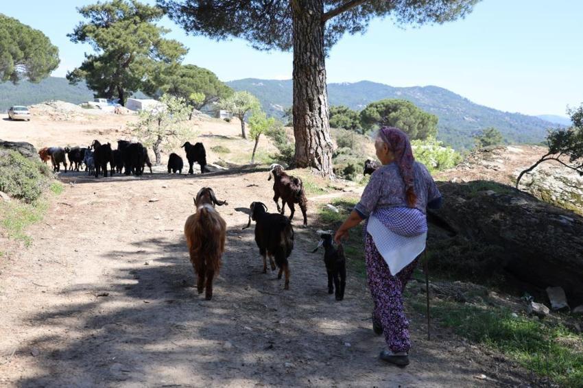 Aydın'da herkes terk etti, sadece Rukiye bacı kaldı