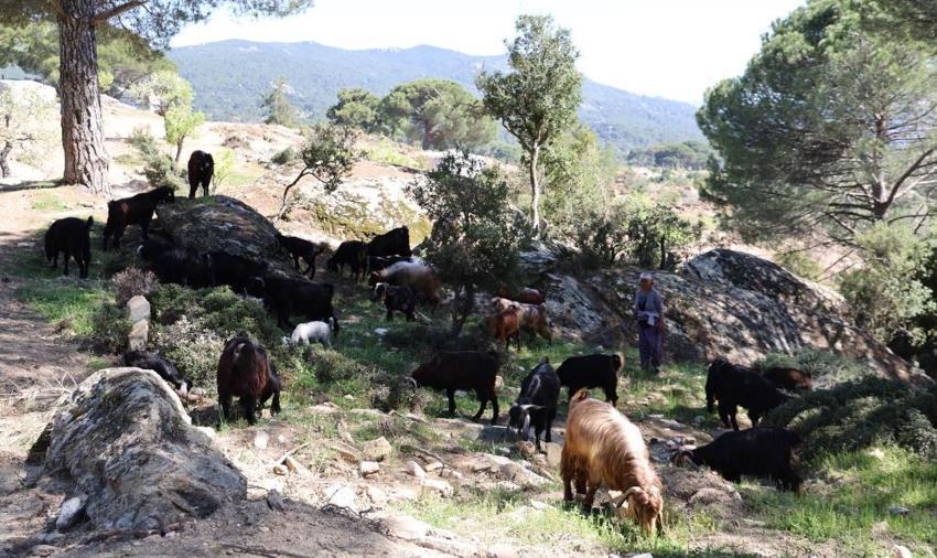 Aydın'da herkes terk etti, sadece Rukiye bacı kaldı