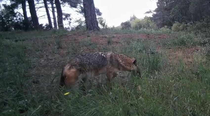 Ganos Dağları'ndaki yaban hayatın eşsiz anları gözler önüne serildi