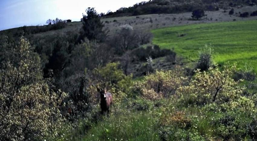 Ganos Dağları'ndaki yaban hayatın eşsiz anları gözler önüne serildi
