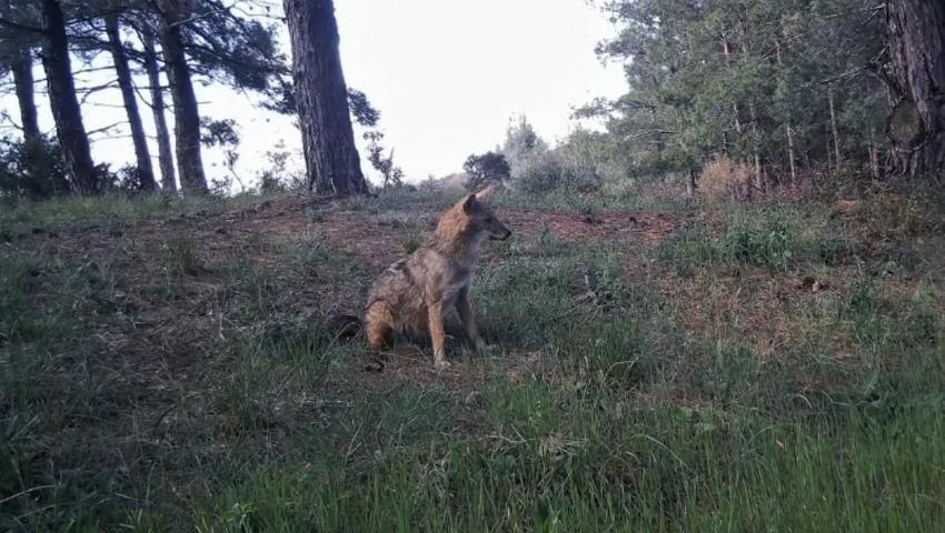 Ganos Dağları'ndaki yaban hayatın eşsiz anları gözler önüne serildi