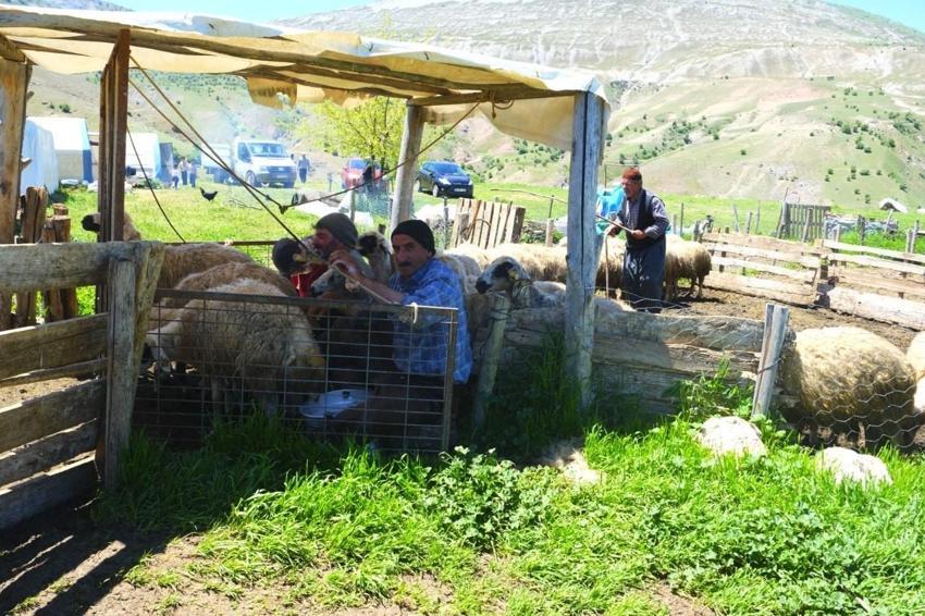 Şavakların yayla mücadelesi: İşte Erzincan Tulum peynirinin arkasındaki yoğun emek