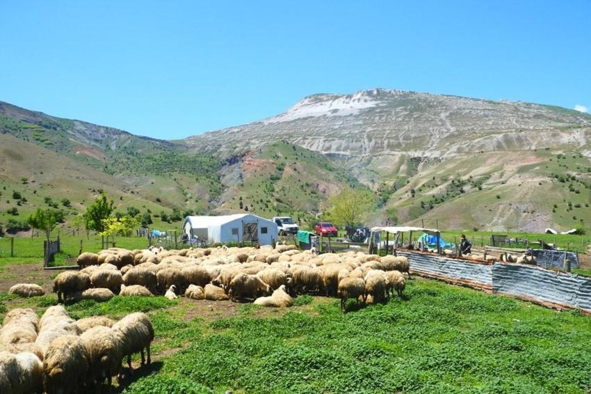 Şavakların yayla mücadelesi: İşte Erzincan Tulum peynirinin arkasındaki yoğun emek