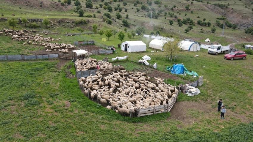Şavakların yayla mücadelesi: İşte Erzincan Tulum peynirinin arkasındaki yoğun emek