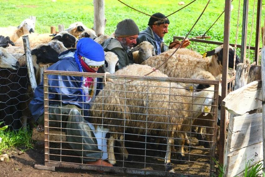 Şavakların yayla mücadelesi: İşte Erzincan Tulum peynirinin arkasındaki yoğun emek