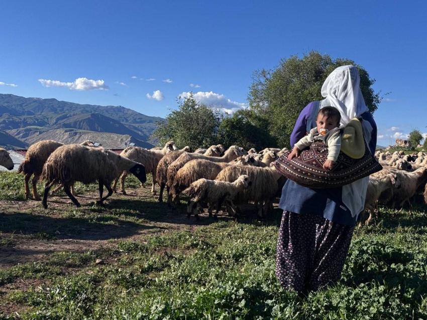 Şavakların yayla mücadelesi: İşte Erzincan Tulum peynirinin arkasındaki yoğun emek
