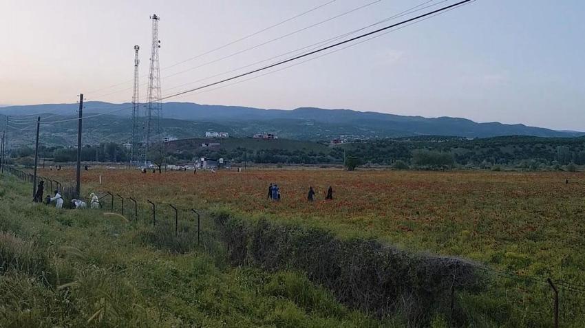 Doğal oluşan gelincik tarlası vatandaşların ilgi odağı oldu