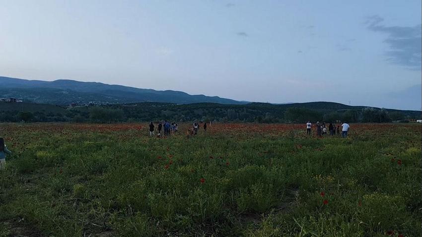 Doğal oluşan gelincik tarlası vatandaşların ilgi odağı oldu