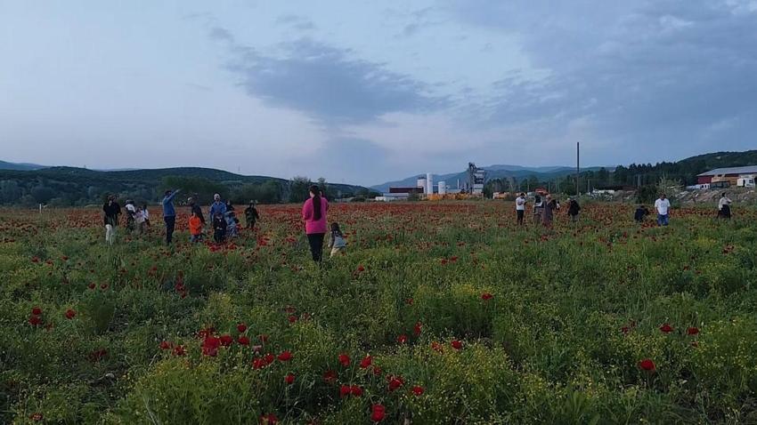Doğal oluşan gelincik tarlası vatandaşların ilgi odağı oldu