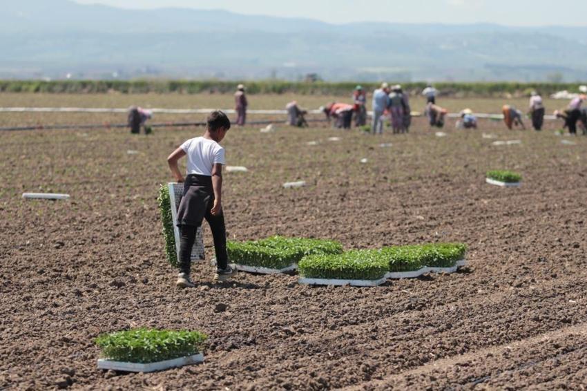 Dünyada 14 fabrikaya sahip tek ilçe: Bursa'da sezon başladı