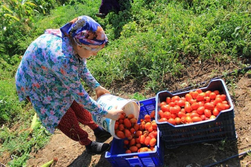 Dünyada 14 fabrikaya sahip tek ilçe: Bursa'da sezon başladı