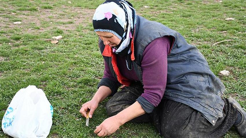 Zorlu mesai başladı! Toplaması saatler sürüyor ama Yozgatlılar vazgeçemiyor