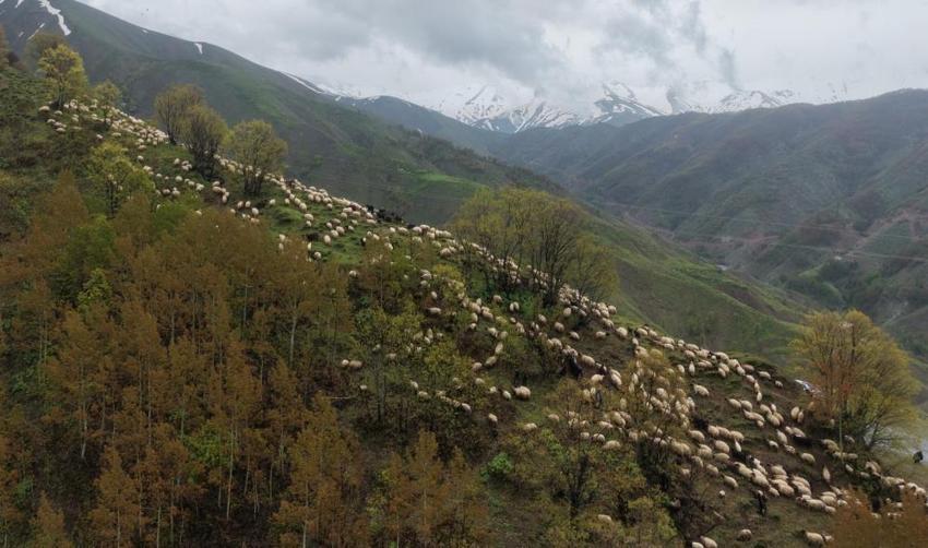 Muş'ta yüksek rakımlara göç başladı: Besiciler için tek bir rota var