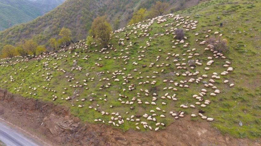 Muş'ta yüksek rakımlara göç başladı: Besiciler için tek bir rota var