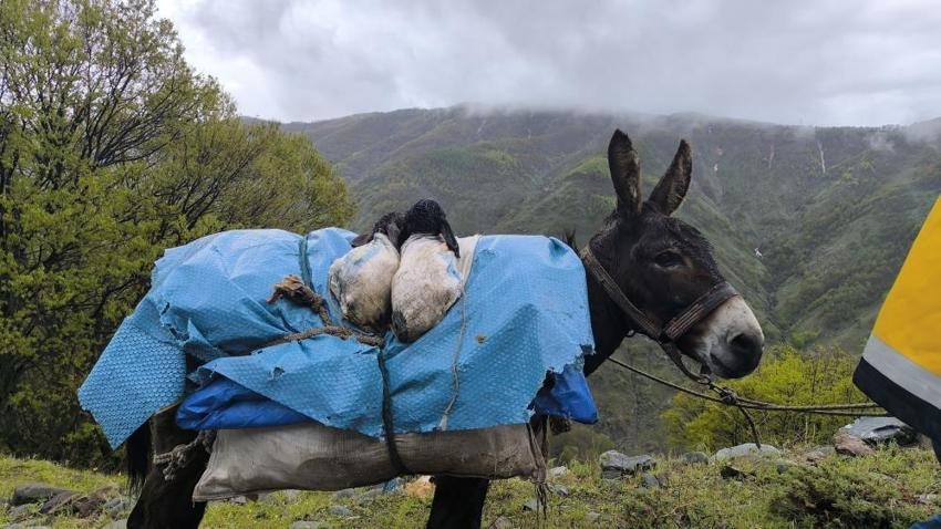 Muş'ta yüksek rakımlara göç başladı: Besiciler için tek bir rota var