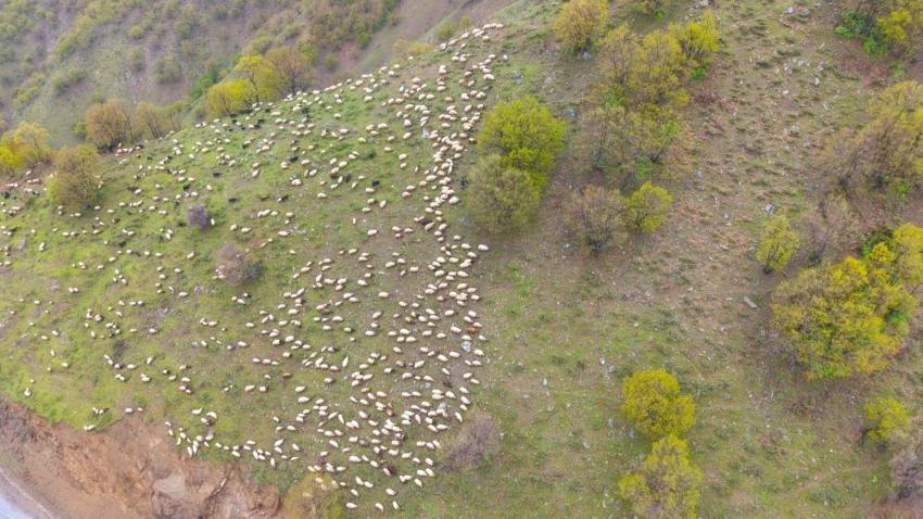 Muş'ta yüksek rakımlara göç başladı: Besiciler için tek bir rota var