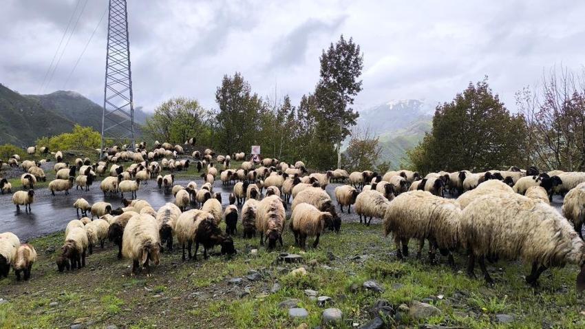 Muş'ta yüksek rakımlara göç başladı: Besiciler için tek bir rota var