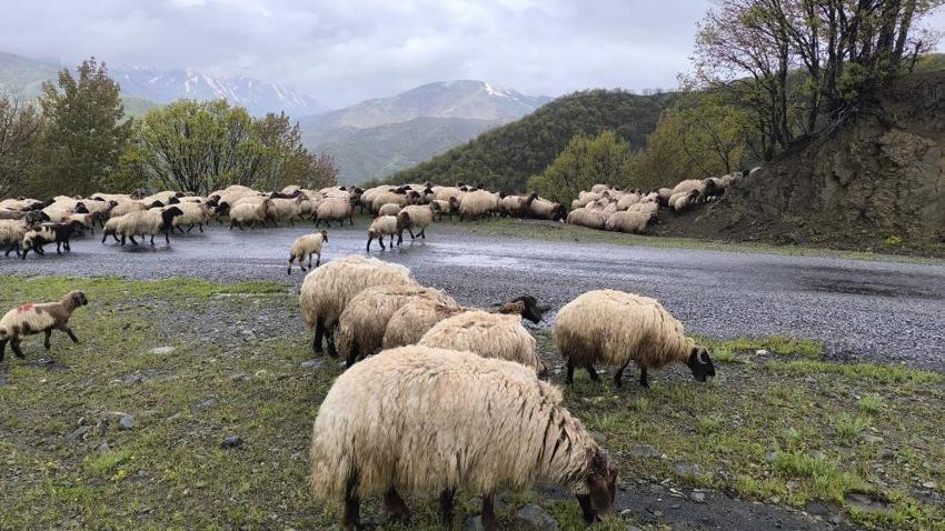 Muş'ta yüksek rakımlara göç başladı: Besiciler için tek bir rota var