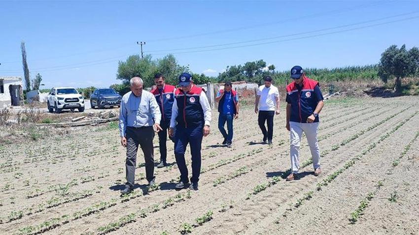 Bölge ekonomisinin can damarı! 'Beyaz altın'da yeni sezon mesaisi: Söke pamuğu sahada incelendi