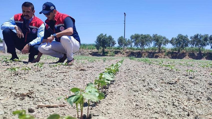 Bölge ekonomisinin can damarı! 'Beyaz altın'da yeni sezon mesaisi: Söke pamuğu sahada incelendi