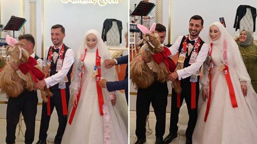 Trabzon'da düğünde damada 'keçi' taktılar: Salon gülme krizine girdi!