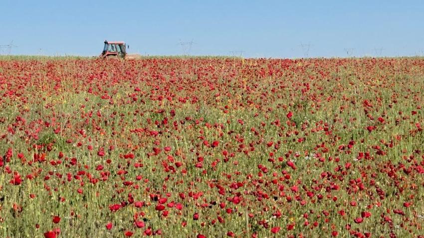 Kütahya-Afyon yolu kırmızıya boyandı! Altıntaş’ta devasa gelincik tarlaları görsel şölene dönüştü