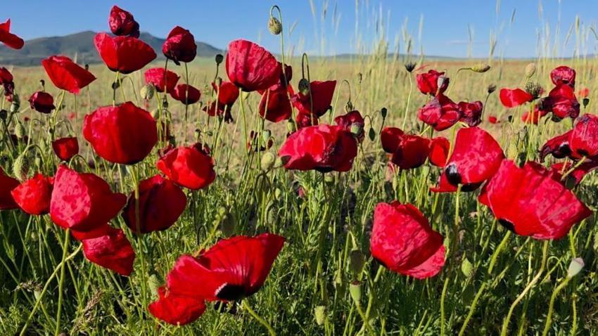 Kütahya-Afyon yolu kırmızıya boyandı! Altıntaş’ta devasa gelincik tarlaları görsel şölene dönüştü