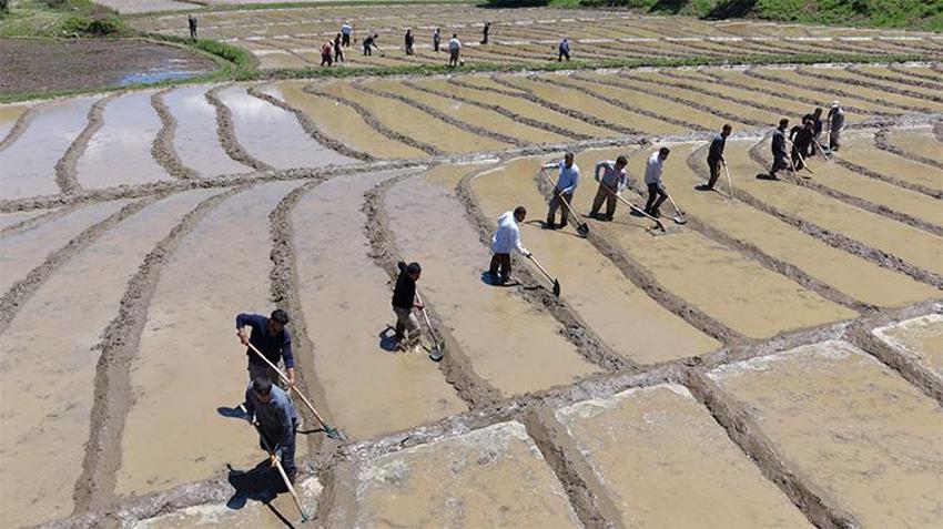 Buraya tarım makineleri giremiyor! Şeker hastaları bu pirincin peşinde: Özel müşterileri var, 100 dönümden 100 ton çıkıyor