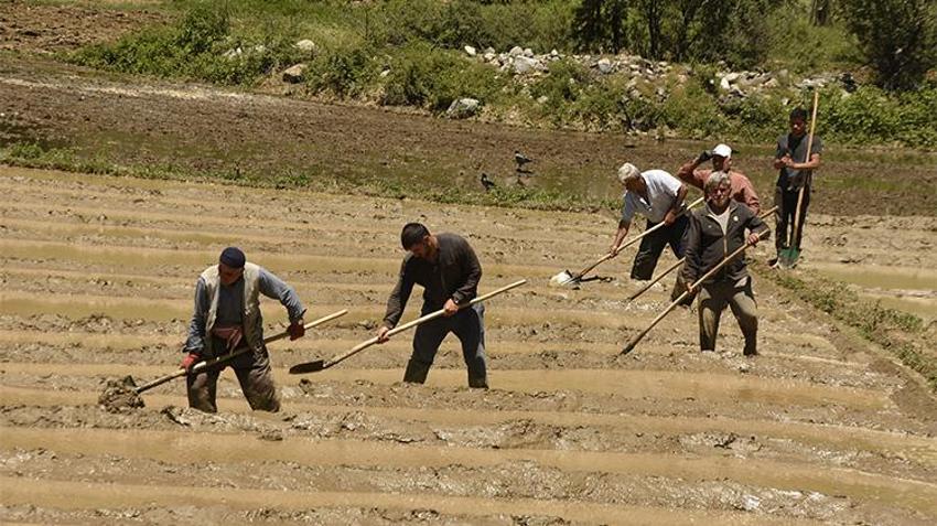 Buraya tarım makineleri giremiyor! Şeker hastaları bu pirincin peşinde: Özel müşterileri var, 100 dönümden 100 ton çıkıyor