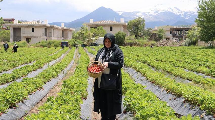 Kayseri’de memur çift 'burada yetişmez' demediler: 20 dönüm araziden servet kazanıyorlar! Yılda 70 ton hasat ediyorlar