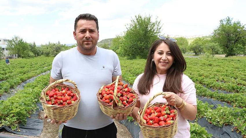 Kayseri’de memur çift 'burada yetişmez' demediler: 20 dönüm araziden servet kazanıyorlar! Yılda 70 ton hasat ediyorlar
