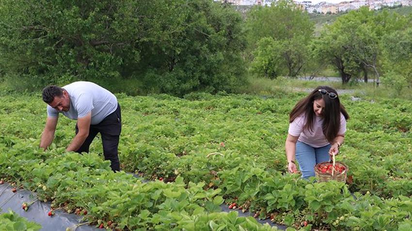 Kayseri’de memur çift 'burada yetişmez' demediler: 20 dönüm araziden servet kazanıyorlar! Yılda 70 ton hasat ediyorlar