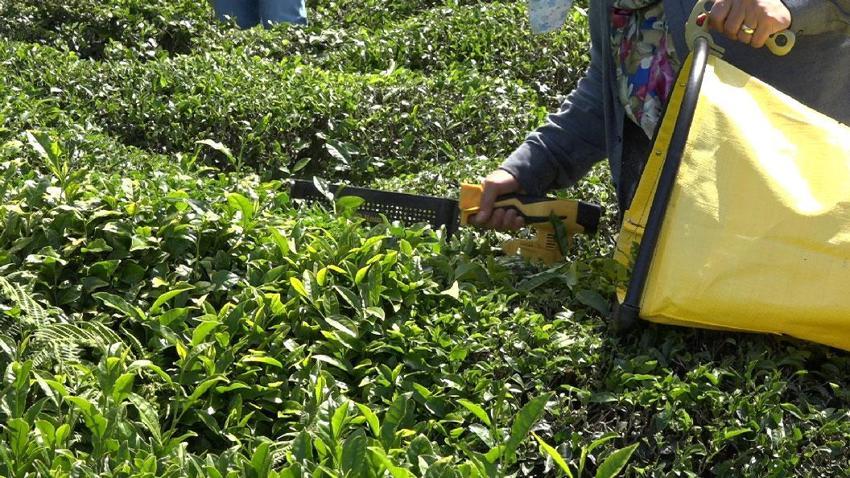 Çay taban fiyatının altına düştü, üreticilerden özel sektöre fiyat tepkisi geldi