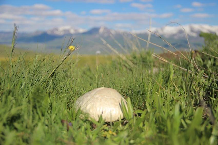 Erzurum yaylalarına yağmurdan sonra da bereket yağdı! Vatandaşlar için geçim kapısı oldu