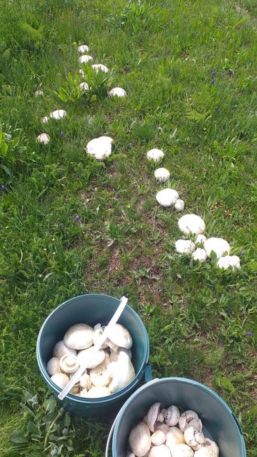 Erzurum yaylalarına yağmurdan sonra da bereket yağdı! Vatandaşlar için geçim kapısı oldu