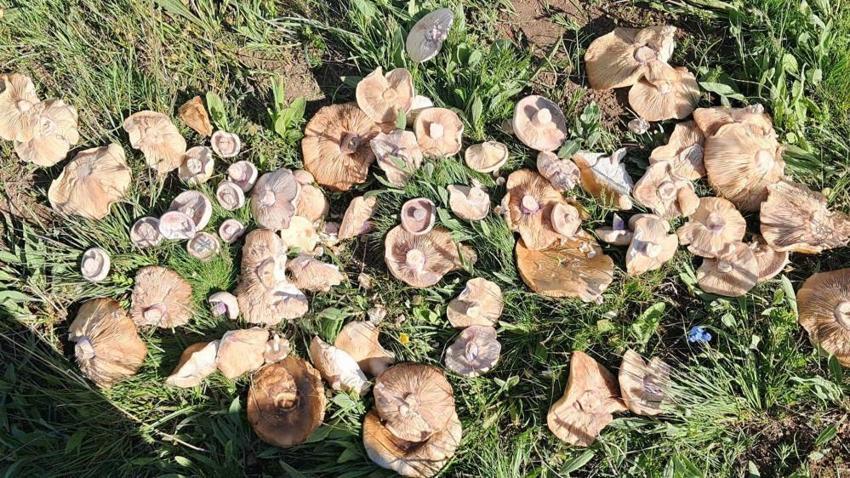 Erzurum yaylalarına yağmurdan sonra da bereket yağdı! Vatandaşlar için geçim kapısı oldu