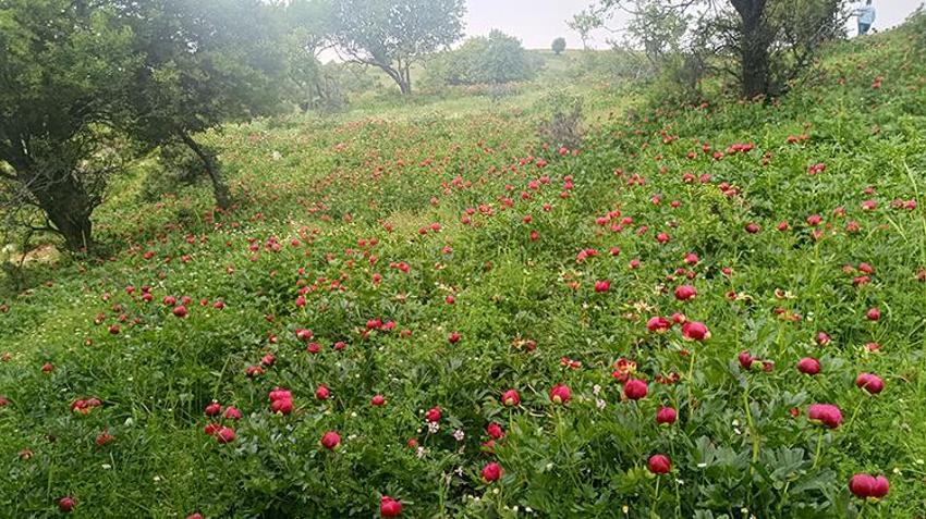 Afyonkarahisar’da koruma altındaki 'Ayı Gülü' açtı! Vadide fotokapanlı nöbet başladı: Koparana 699 bin TL ceza!