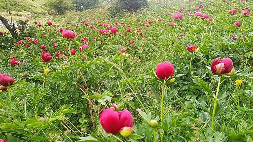 Afyonkarahisar’da koruma altındaki 'Ayı Gülü' açtı! Vadide fotokapanlı nöbet başladı: Koparana 699 bin TL ceza!