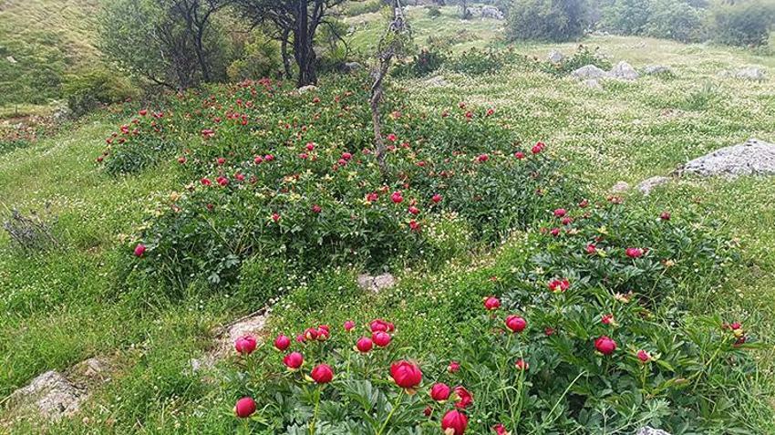 Afyonkarahisar’da koruma altındaki 'Ayı Gülü' açtı! Vadide fotokapanlı nöbet başladı: Koparana 699 bin TL ceza!