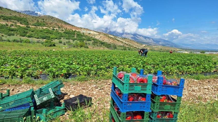 Erzincan'da yılın ilk hasadı başladı! Devlet desteği ile üretime başladı, ilk çıkan ürünlerini satmadan dağıttı