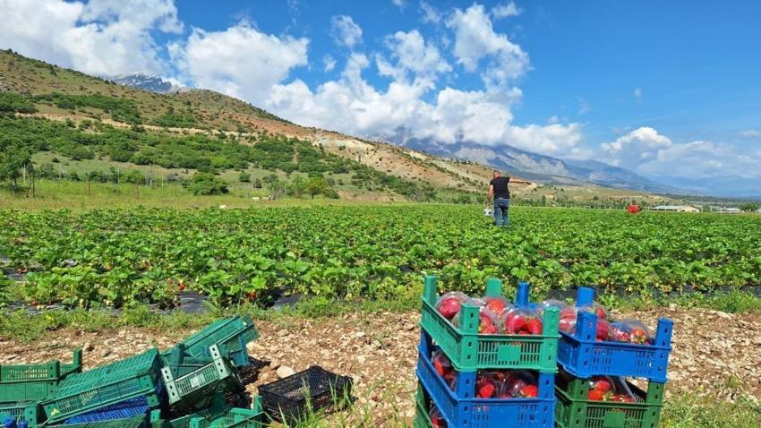 Erzincan'da yılın ilk hasadı başladı! Devlet desteği ile üretime başladı, ilk çıkan ürünlerini satmadan dağıttı