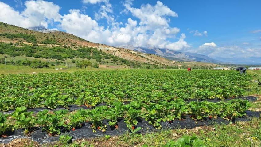 Erzincan'da yılın ilk hasadı başladı! Devlet desteği ile üretime başladı, ilk çıkan ürünlerini satmadan dağıttı
