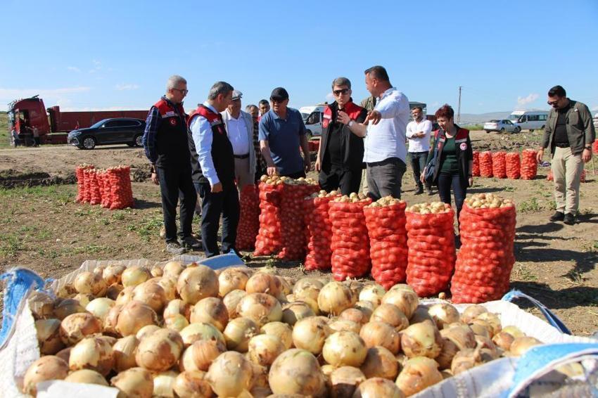 Amasya'da tarlada fiyatı 25 TL'ye çıktı! Dev hasat başladı: Çiftçinin yüzü gülüyor
