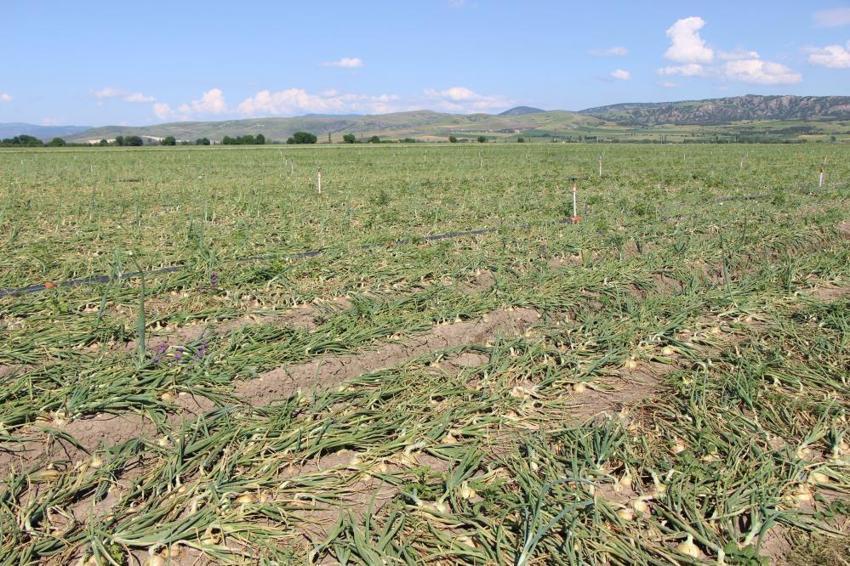 Amasya'da tarlada fiyatı 25 TL'ye çıktı! Dev hasat başladı: Çiftçinin yüzü gülüyor