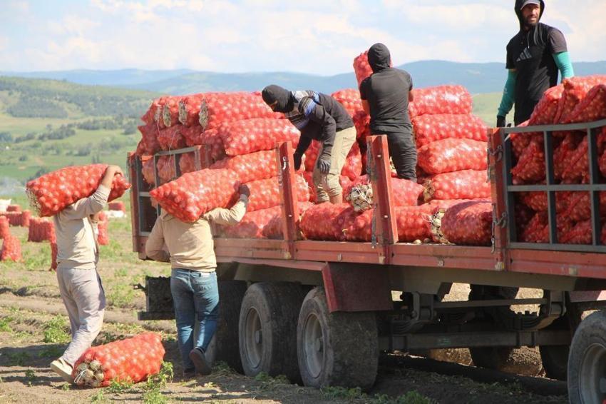 Amasya'da tarlada fiyatı 25 TL'ye çıktı! Dev hasat başladı: Çiftçinin yüzü gülüyor